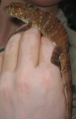 Anolis insignis