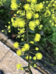 Acacia acinacea