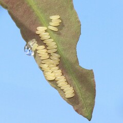 Paropsisterna cloelia