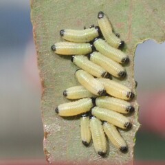 Paropsisterna cloelia