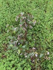 Hardenbergia violacea