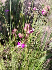 Polygala bracteolata