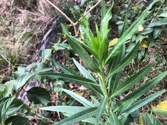 Gomphocarpus physocarpus