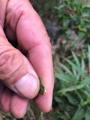 Gomphocarpus physocarpus