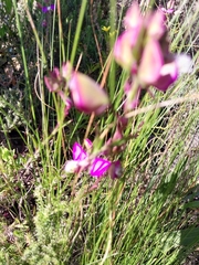 Polygala bracteolata