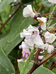 Hardenbergia violacea