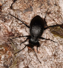 Carabus hortensis