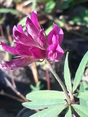 Trifolium lupinaster