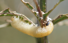 Tenthredo scrophulariae