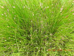 Eleocharis palustris