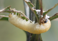 Tenthredo scrophulariae