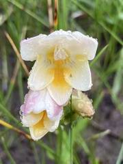 Freesia