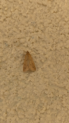 Achyra nudalis