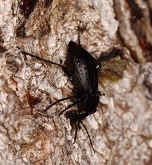 Carabus hortensis