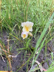 Freesia