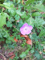 Geranium sanguineum
