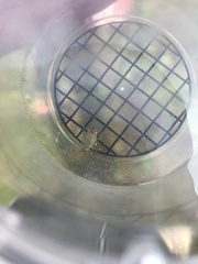 Pantilius tunicatus