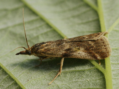 Hypochalcia propinquella
