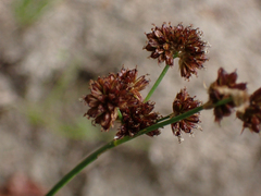 Juncus ensifolius