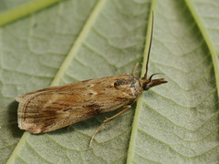 Hypochalcia propinquella