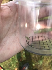 Pantilius tunicatus