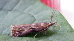 Hypochalcia propinquella