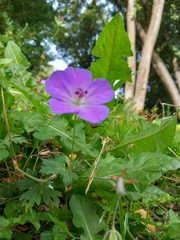 Geranium sanguineum