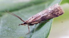 Hypochalcia propinquella