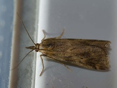 Hypochalcia propinquella