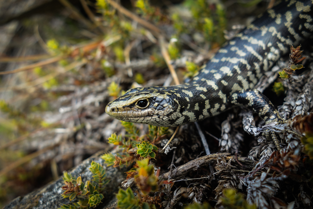 Otago Skink