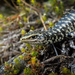 Otago Skink - Photo no rights reserved, uploaded by Carey-Knox-Southern-Scales