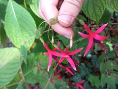 Fuchsia magellanica