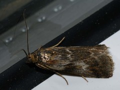 Hypochalcia propinquella