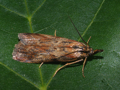 Hypochalcia propinquella
