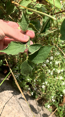 Philadelphus coronarius