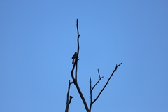 Gavicalis virescens