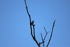 Gavicalis virescens