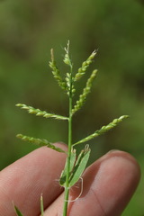 Urochloa reptans