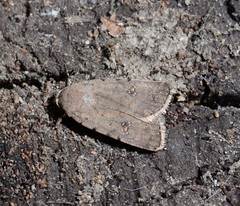 Caradrina