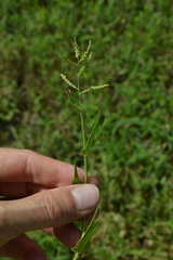 Urochloa reptans