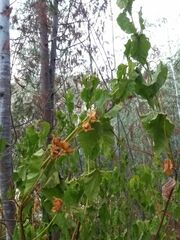 Cistus populifolius