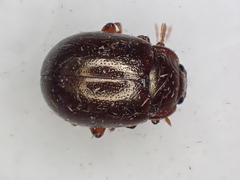 Chrysolina staphylaea