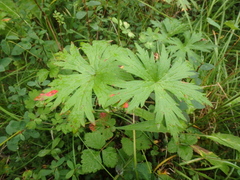 Geranium erianthum