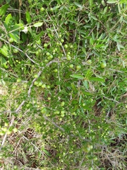 Asparagus acutifolius