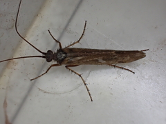 Limnephilus