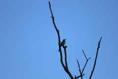 Gavicalis virescens