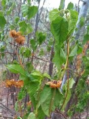 Cistus populifolius