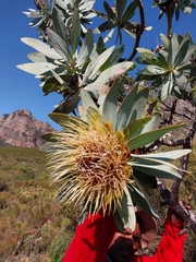 Protea nitida