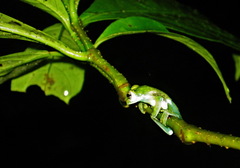 Espadarana prosoblepon