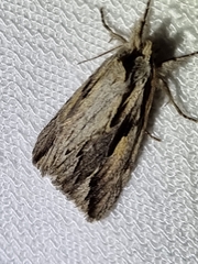 Ecnomodes sagittaria